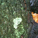 Lichen