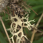 Antlered perfume lichen