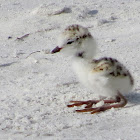 Snowy Plover chicks