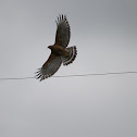 Red Shouldered Hawk