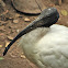 Wood Stork