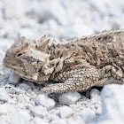 Texas horned lizard (female)