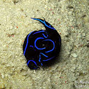 Velvet Headshield Snail