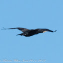 Cormorant; Cormorán Grande