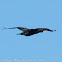 Cormorant; Cormorán Grande