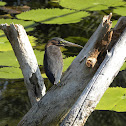 Green heron