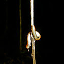 Millipede