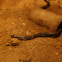 King Cobra