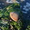 Heart Cockle