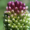 Allium