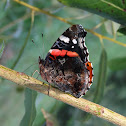 Red Admiral
