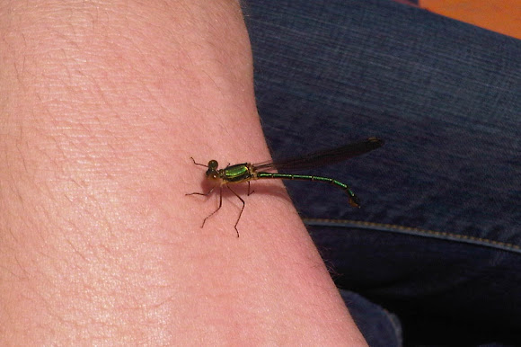 Spotting Image 1