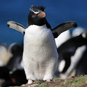 Southern Rockhopper Penguin