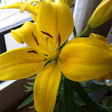 Lily