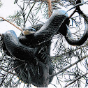 Black Rat Snake