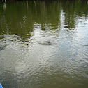 Alligator