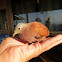 Ruddy ground dove