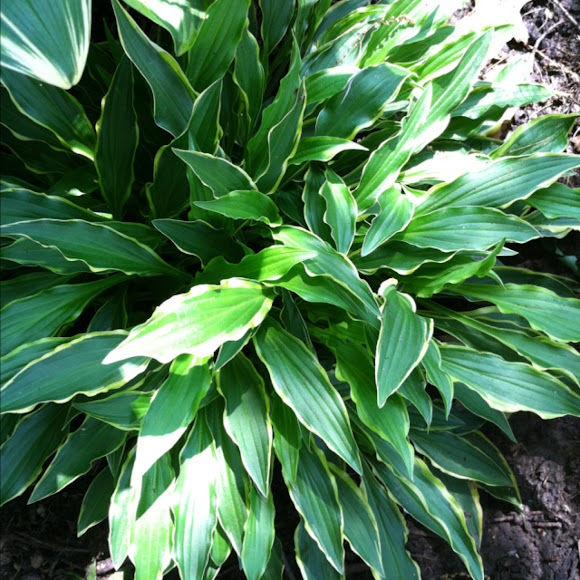 Spotting Image 1