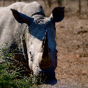 White rhinoceros