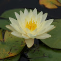 Water Lily