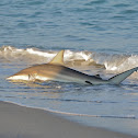 Spinner Shark