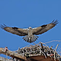 Osprey