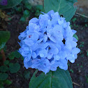 Hortênsia