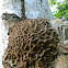 termite nest
