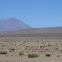  Vicuña