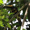Many-banded Araçari