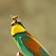 Bee-eater