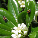 Ladybird larvae, pupa and adult