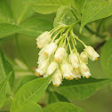Bladdernut