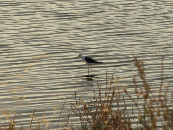 Spotting Image 1