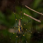 Golden Orb Spider