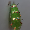 Vagrant pupa