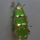 Vagrant pupa