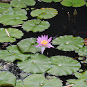 water lily