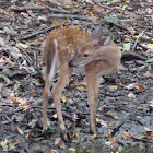 White-tailed deer
