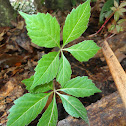 Virginia Creeper