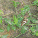 owl butterfly