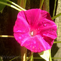 Morning Glory, Scarlett O'Hara.