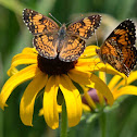 Gorgone Checkerspot