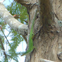 Green Anole