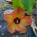 Hibiscus