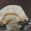 Turkey Tail