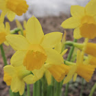 wild daffodil