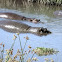 Hippo