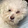Sleepy Bichon Frise