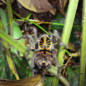 Sunburst Taranchula